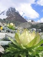 天山、雪蓮花渾然天成