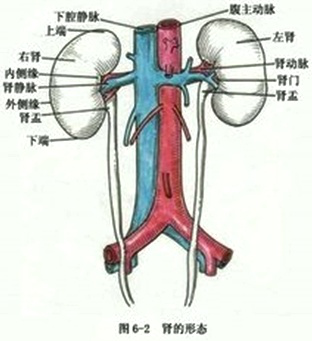 2019年中西醫(yī)執(zhí)業(yè)醫(yī)師重要考點急性腎小球腎炎發(fā)病機理