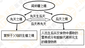 《中藥學(xué)綜合知識與技能》的藏象