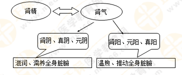 《中藥學(xué)綜合知識與技能》的藏象