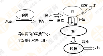 《中藥學(xué)綜合知識與技能》的藏象