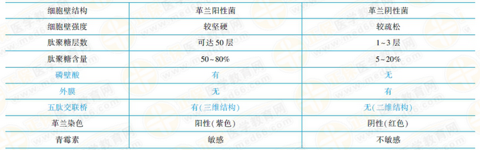 革蘭氏陽性菌與陰性菌結(jié)構(gòu)特點