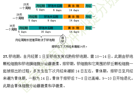 女性生殖系統(tǒng)