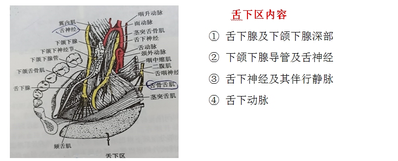 口腔解剖生理學(xué)