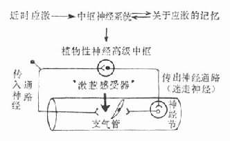 情緒影響哮喘的生理機(jī)制