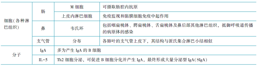 黏膜相關淋巴組織