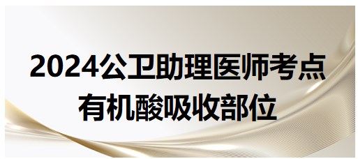 有機酸的吸收部位